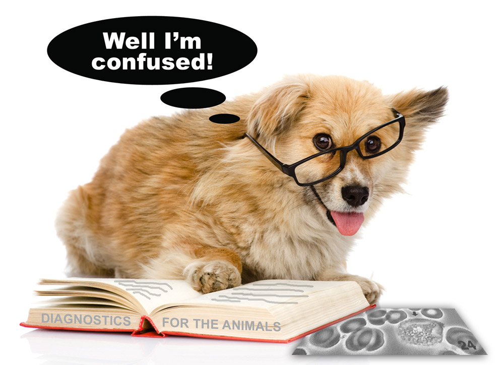 http://www.dreamstime.com/royalty-free-stock-image-dog-glasses-read-book-looking-camera-isolated-white-b-image42517836