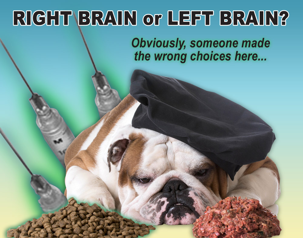 http://www.dreamstime.com/royalty-free-stock-photo-dog-food-debate-kibble-raw-bulldog-chef-laying-pile-image50655395