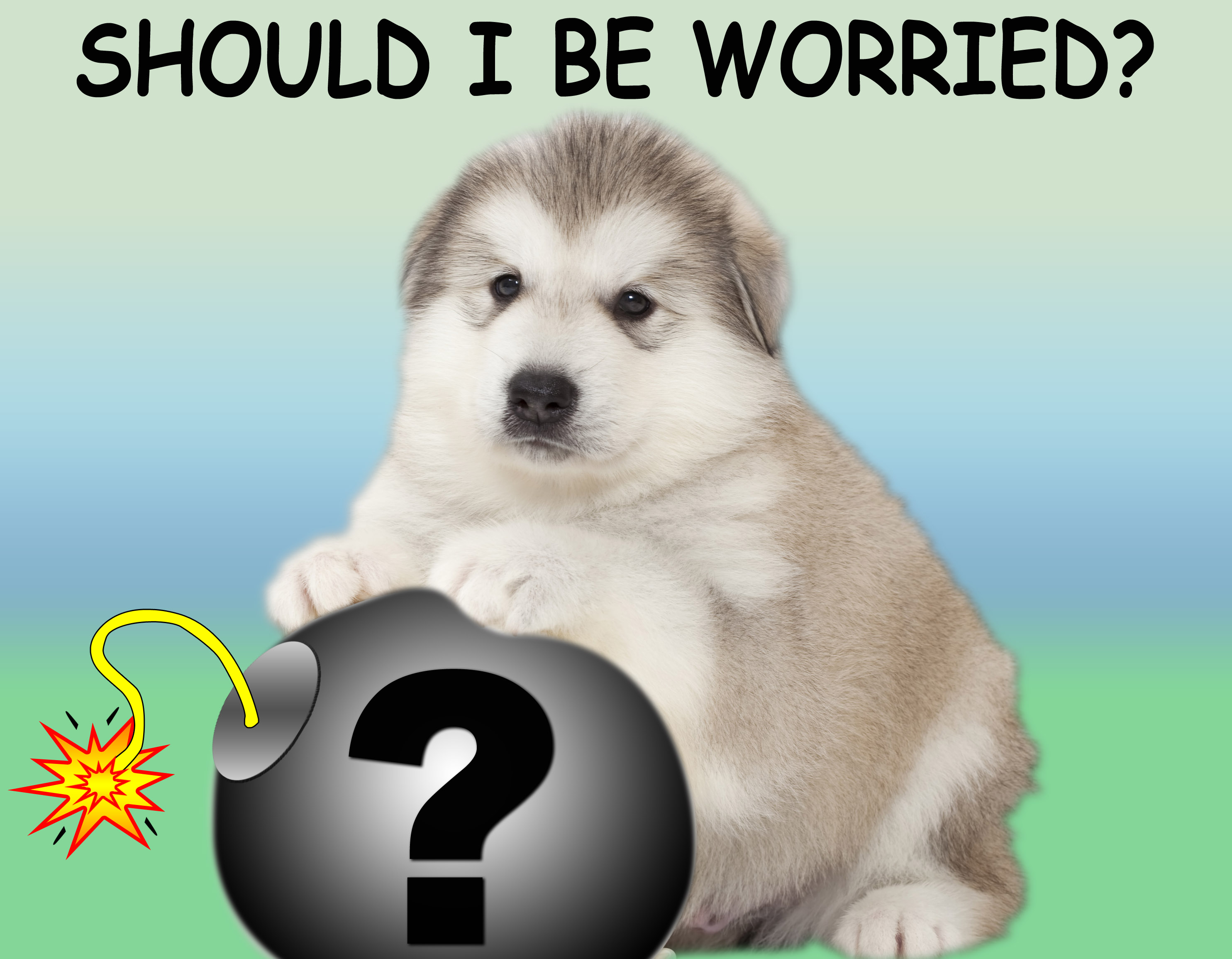 One month old alaskan malamute puppy with white balloons